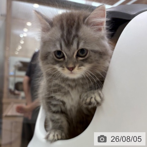 ラガマフィンの写真