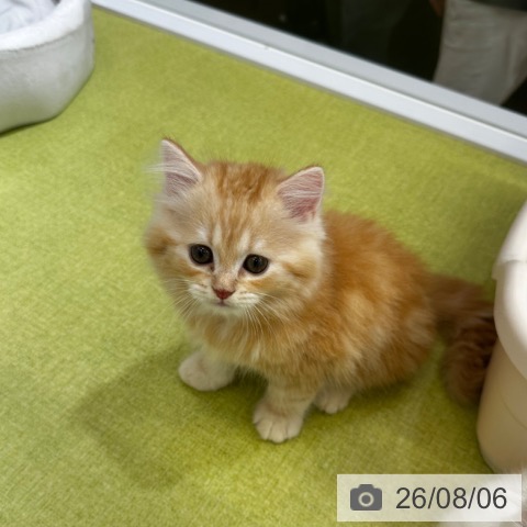 京都府のラガマフィン (ペットプラス 京都桂川店/2026年6月5日生まれ/男の子/レッドタビーホワイト)の子猫の4枚目の画像