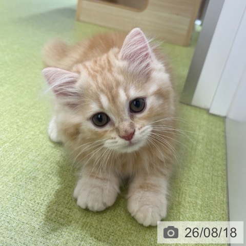 京都府のラガマフィン (ペットプラス 京都桂川店/2026年6月5日生まれ/男の子/レッドタビーホワイト)の子猫の4枚目の画像