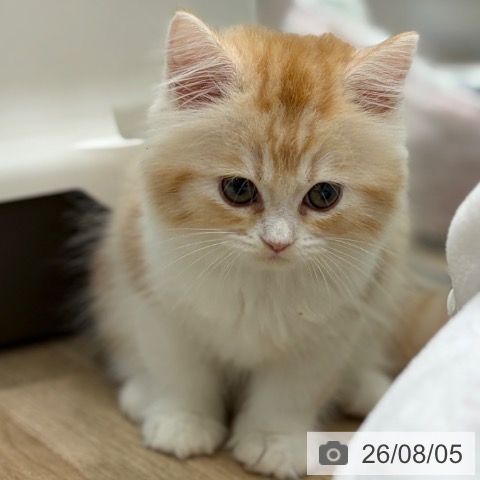ラガマフィンの写真