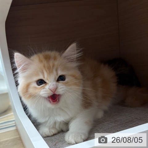 ラガマフィンの写真