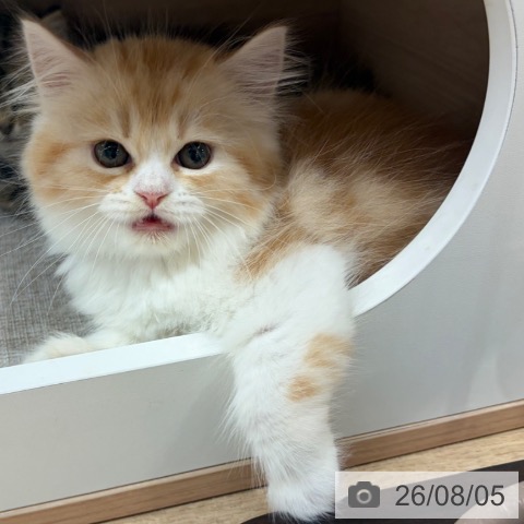ラガマフィンの写真