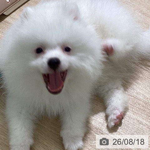 新潟県のポメラニアン (ペットプラス 新潟亀田インター店/2026年6月2日生まれ/男の子/クリーム)の子犬の3枚目の画像
