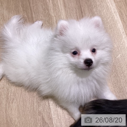 新潟県のポメラニアン (ペットプラス 新潟亀田インター店/2026年6月2日生まれ/男の子/クリーム)の子犬の4枚目の画像