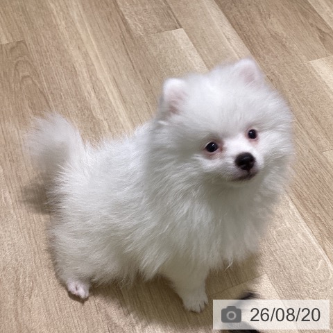 新潟県のポメラニアン (ペットプラス 新潟亀田インター店/2026年6月2日生まれ/男の子/クリーム)の子犬の3枚目の画像