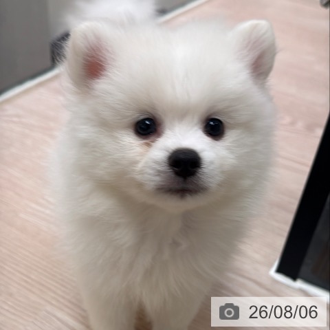 ポメラニアンの写真