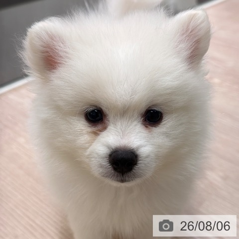 ポメラニアンの写真