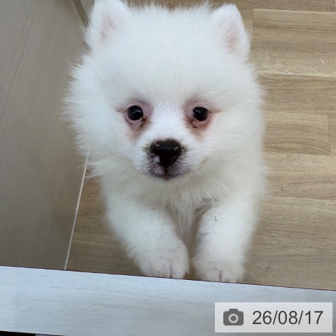 京都府のポメラニアン (ペットプラス 久御山店/2026年6月2日生まれ/男の子/クリーム)の子犬の4枚目の画像