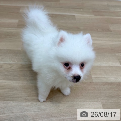 京都府のポメラニアン (ペットプラス 久御山店/2026年6月2日生まれ/男の子/クリーム)の子犬の3枚目の画像