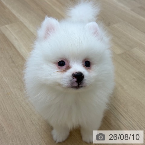 京都府のポメラニアン (ペットプラス 久御山店/2026年6月2日生まれ/男の子/クリーム)の子犬の4枚目の画像