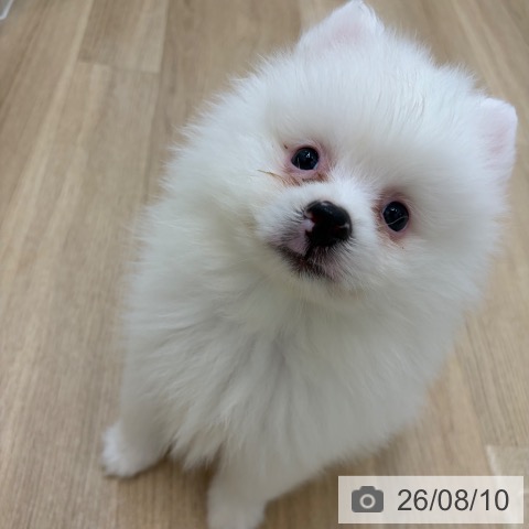 京都府のポメラニアン (ペットプラス 久御山店/2026年6月2日生まれ/男の子/クリーム)の子犬の3枚目の画像