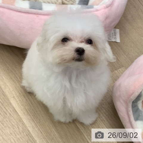 マルチーズの写真
