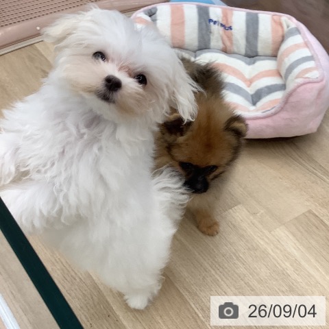 マルチーズの写真