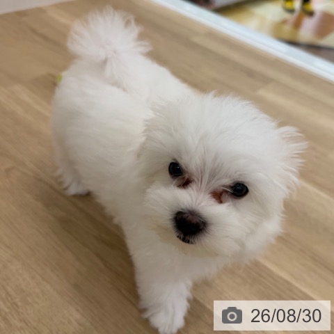大阪府のマルチーズ (ペットプラス 松原店/2026年6月2日生まれ/男の子/ホワイト)の子犬の4枚目の画像