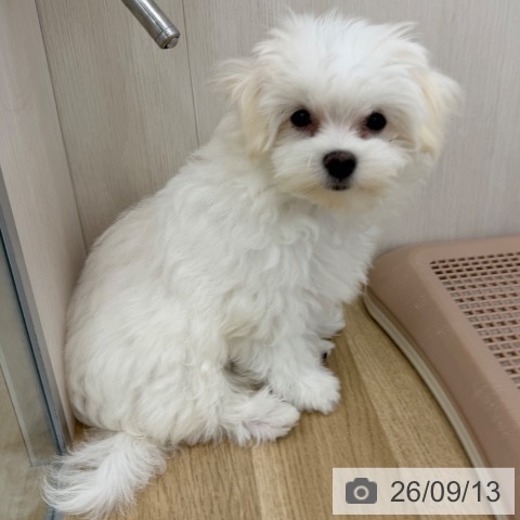 大阪府のマルチーズ (ペットプラス 松原店/2026年6月2日生まれ/男の子/ホワイト)の子犬の4枚目の画像
