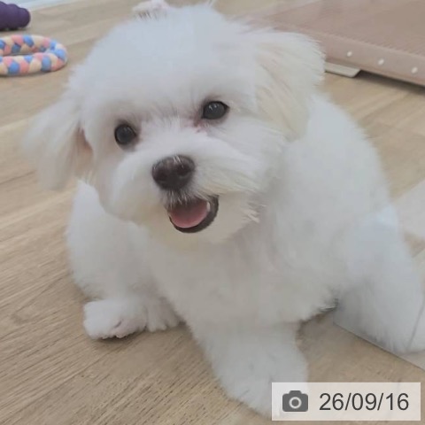 大阪府のマルチーズ (ペットプラス 松原店/2026年6月2日生まれ/男の子/ホワイト)の子犬の4枚目の画像