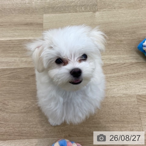 マルチーズの写真