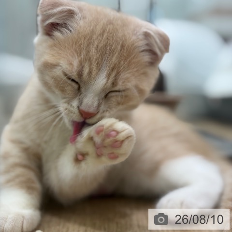 大阪府のスコティッシュフォールド (ペットプラス イオン大日店/2026年6月2日生まれ/男の子/クリームタビーホワイト)の子猫の4枚目の画像