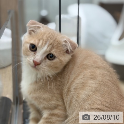 大阪府のスコティッシュフォールド (ペットプラス イオン大日店/2026年6月2日生まれ/男の子/クリームタビーホワイト)の子猫の3枚目の画像