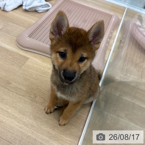 京都府の柴犬(標準サイズ) (ペットプラス 久御山店/2026年6月6日生まれ/男の子/赤)の子犬の4枚目の画像