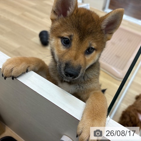 京都府の柴犬(標準サイズ) (ペットプラス 久御山店/2026年6月6日生まれ/男の子/赤)の子犬の3枚目の画像