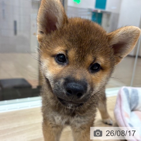 大阪府の柴犬(標準サイズ) (ペットプラス 鶴見店/2026年6月6日生まれ/男の子/赤)の子犬の4枚目の画像