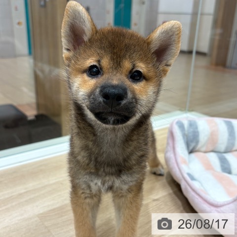 大阪府の柴犬(標準サイズ) (ペットプラス 鶴見店/2026年6月6日生まれ/男の子/赤)の子犬の3枚目の画像