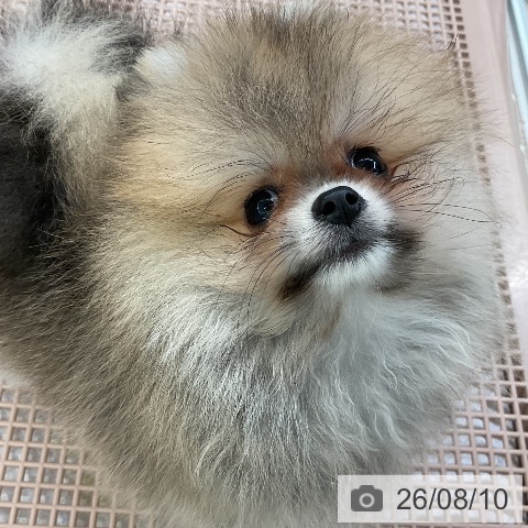 ポメラニアンの写真