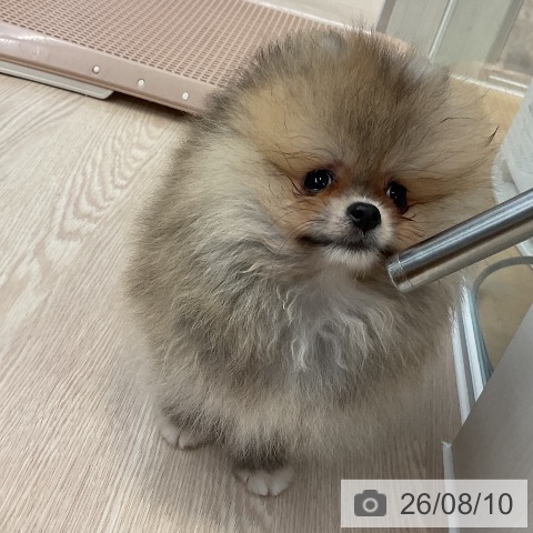 ポメラニアンの写真