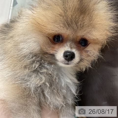 ポメラニアンの写真