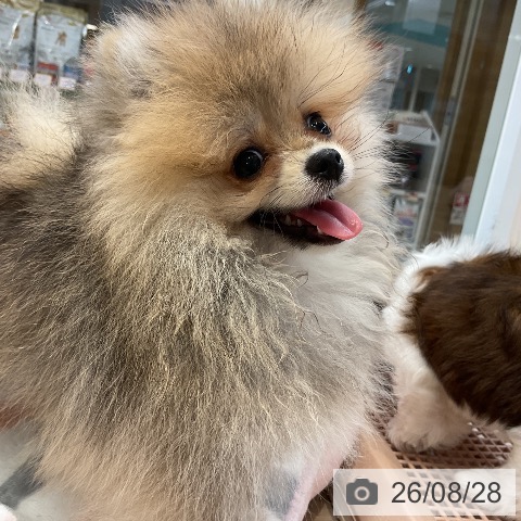 ポメラニアンの写真