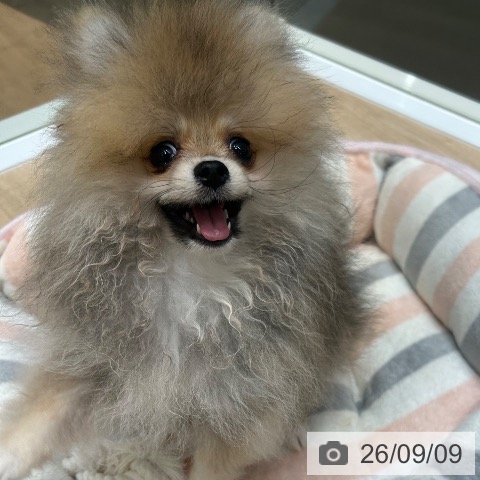 ポメラニアンの写真
