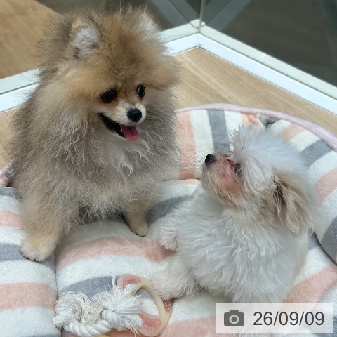 ポメラニアンの写真