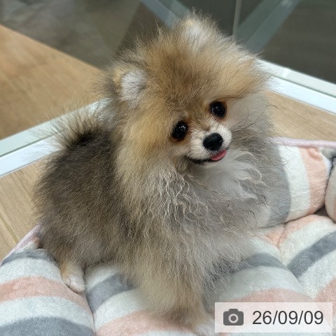 ポメラニアンの写真
