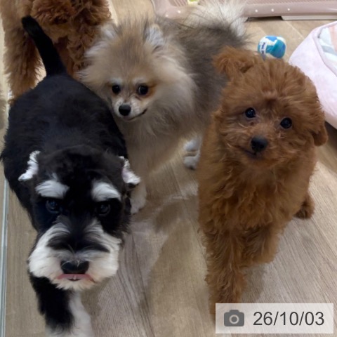 ポメラニアンの写真