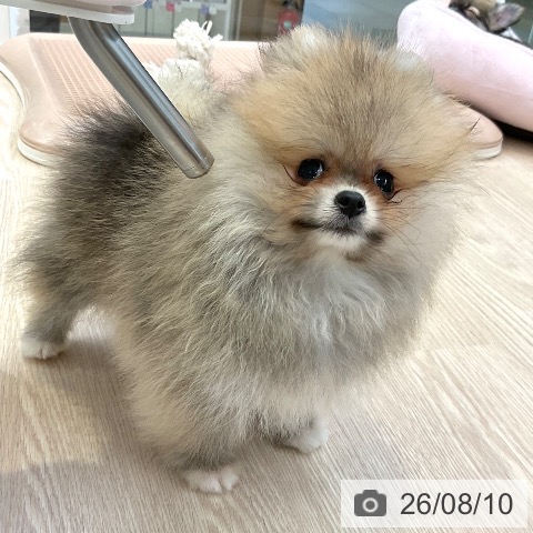 大阪府のポメラニアン (ペットプラス ららぽーと和泉店/2026年5月21日生まれ/女の子/オレンジ)の子犬の3枚目の画像