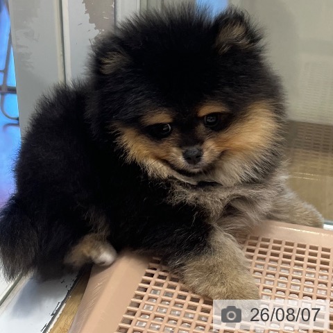 ポメラニアンの写真