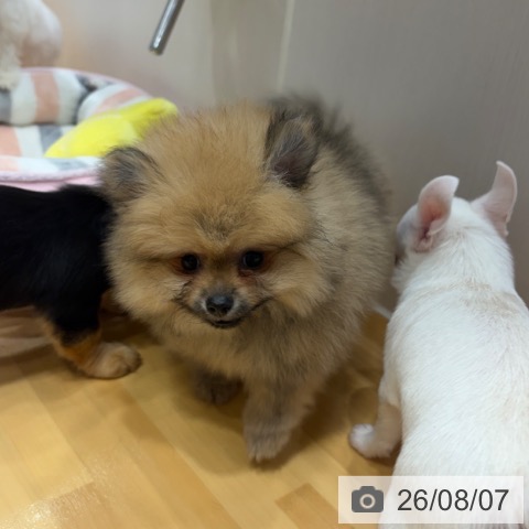 ポメラニアンの写真