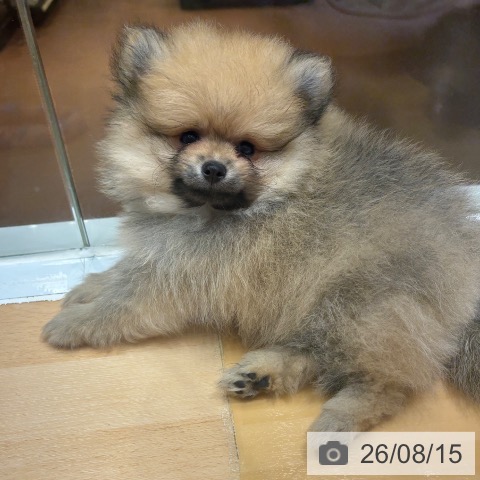 奈良県のポメラニアン (ペットプラス 大和郡山店/2026年6月6日生まれ/女の子/オレンジ)の子犬の4枚目の画像