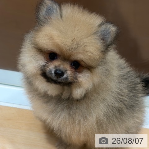 ポメラニアンの写真