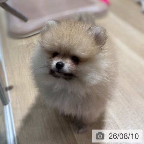 大阪府のポメラニアン (ペットプラス イオン大日店/2026年6月6日生まれ/女の子/オレンジ)の子犬の4枚目の画像