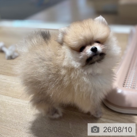 大阪府のポメラニアン (ペットプラス イオン大日店/2026年6月6日生まれ/女の子/オレンジ)の子犬の3枚目の画像
