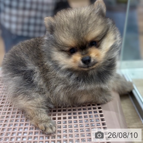 大阪府のポメラニアン (ペットプラス イオン大日店/2026年6月5日生まれ/男の子/オレンジセーブル)の子犬の4枚目の画像