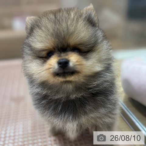 大阪府のポメラニアン (ペットプラス イオン大日店/2026年6月5日生まれ/男の子/オレンジセーブル)の子犬の3枚目の画像