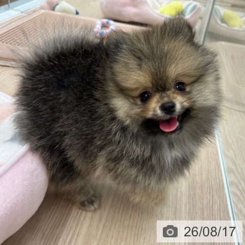 京都府のポメラニアン (ペットプラス 京都桂川店/2026年6月5日生まれ/女の子/オレンジセーブル)の子犬の4枚目の画像