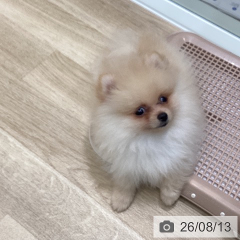 大阪府のポメラニアン (ペットプラス 鶴見店/2026年6月5日生まれ/男の子/クリーム)の子犬の3枚目の画像