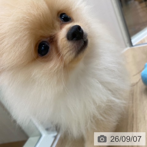 大阪府のポメラニアン (ペットプラス 大阪ドームシティ店/2026年6月5日生まれ/男の子/クリーム)の子犬の4枚目の画像