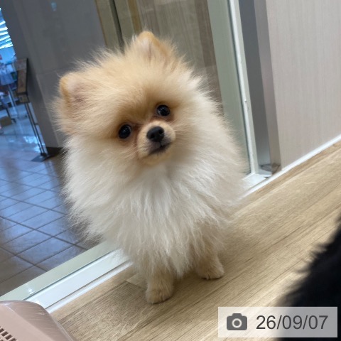 大阪府のポメラニアン (ペットプラス 大阪ドームシティ店/2026年6月5日生まれ/男の子/クリーム)の子犬の3枚目の画像
