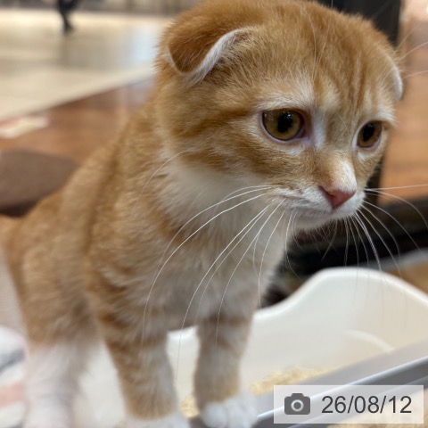 京都府のスコティッシュフォールド (ペットプラス 久御山店/2026年5月26日生まれ/女の子/レッドマッカレルタビーホワイト)の子猫の4枚目の画像