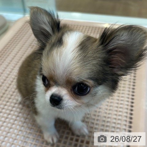 大阪府のチワワ(ロング) (ペットプラス 堺北花田店/2026年6月7日生まれ/男の子/レッドホワイト)の子犬の3枚目の画像